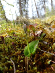 Galearis rotundifolia