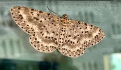 Percnia