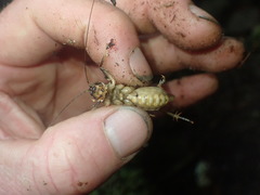 Hemiandrus fiordensis