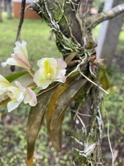 Rodriguezia granadensis