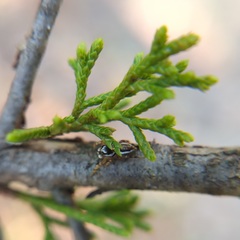 Pelegrina pervaga