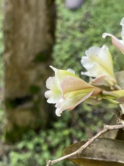 Rodriguezia granadensis