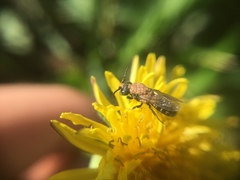 Saproglyphus