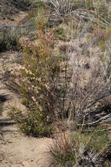 Erica verecunda