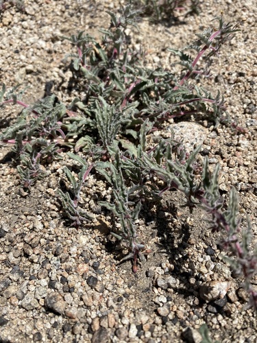 Hairy Suncup (Camissonia pubens)