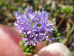 Gilia capitata chamissonis