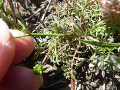 Gilia capitata chamissonis