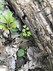 Anthriscus cerefolium