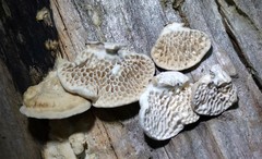 Antrodia heteromorpha