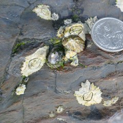 Chthamalus antennatus