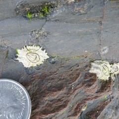 Chthamalus antennatus