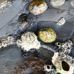 Chthamalus antennatus