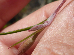 Clarkia gracilis gracilis