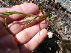 Clarkia gracilis gracilis