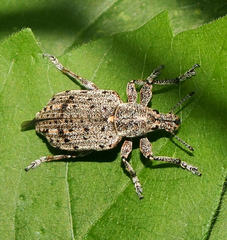 Ithycerus noveboracensis