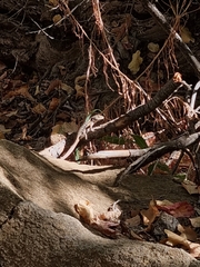 Liolaemus septentrionalis