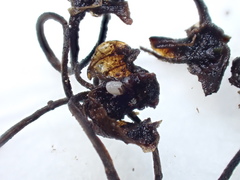 Pycnopeziza sympodialis