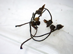 Pycnopeziza sympodialis