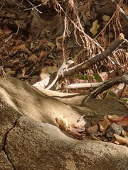 Liolaemus septentrionalis