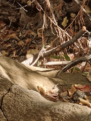 Liolaemus septentrionalis