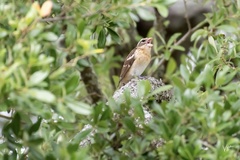 Pheucticus ludovicianus