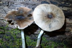 Pluteus albostipitatus