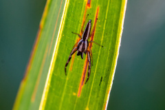 Hentzia grenada