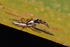 Hentzia grenada
