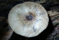 Pluteus albostipitatus