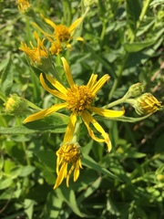 Verbesina helianthoides