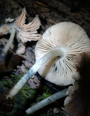 Pluteus albostipitatus