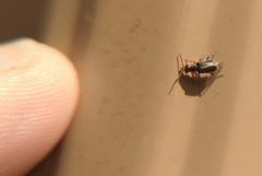 Attalus circumscriptus