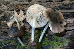 Pluteus albostipitatus