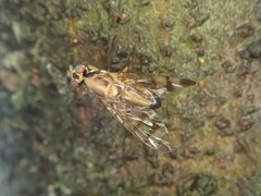 Euphranta numeralis