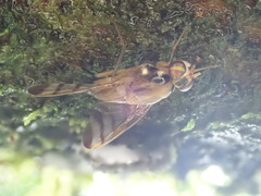Euphranta numeralis