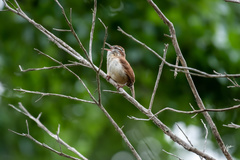 Thryothorus ludovicianus