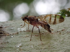 Euphranta numeralis