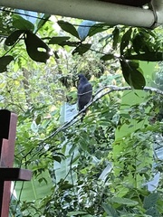 Buteogallus anthracinus