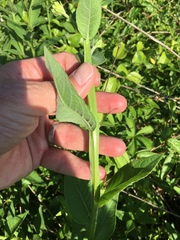 Verbesina helianthoides