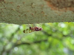 Euphranta numeralis