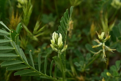 Astragalus hamosus