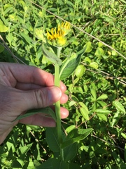 Verbesina helianthoides