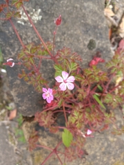 Geranium robertianum
