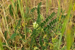 Astragalus hamosus
