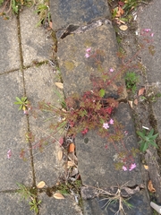 Geranium robertianum