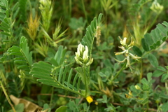 Astragalus hamosus
