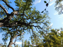 Nothofagus glauca