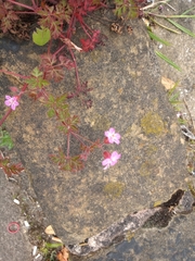Geranium robertianum