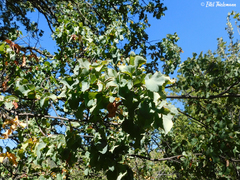 Nothofagus glauca