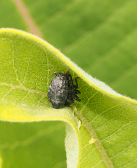 Rhyssomatus lineaticollis